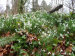 snowdrops
