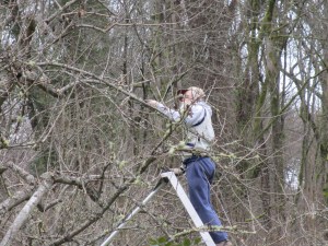 Bruce MacLean is pruning his "adopted" King apple tree.