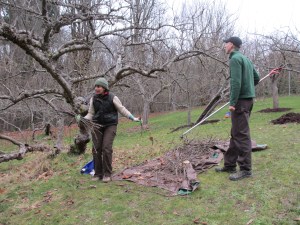 Some good results. And enough twigs left over to make a wreath.